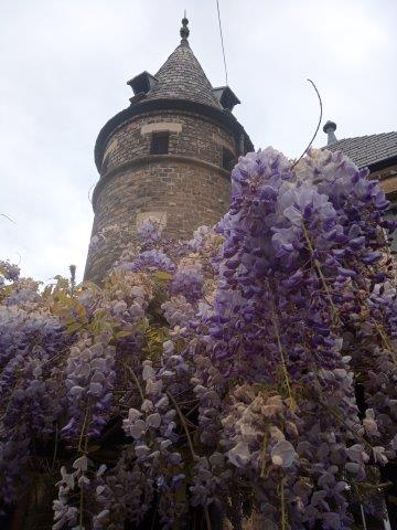 Stephen's House tower and wisteria